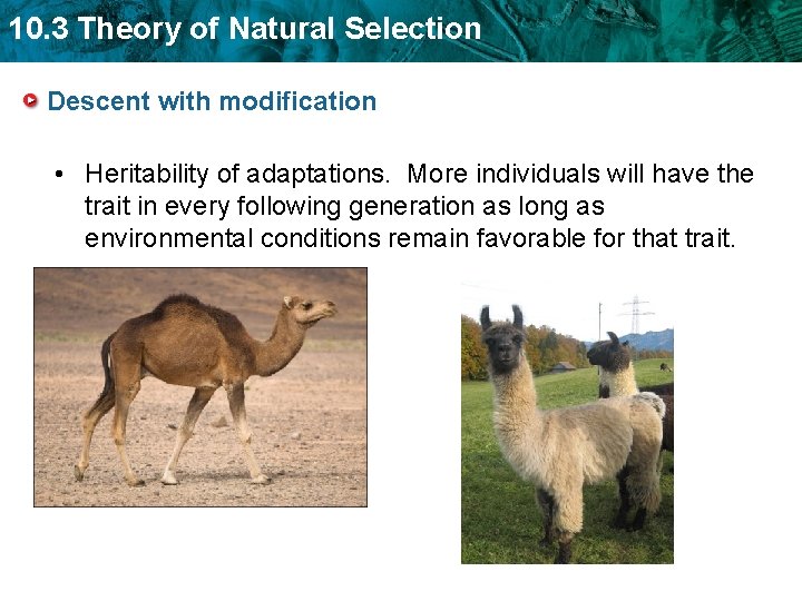 10. 3 Theory of Natural Selection Descent with modification • Heritability of adaptations. More