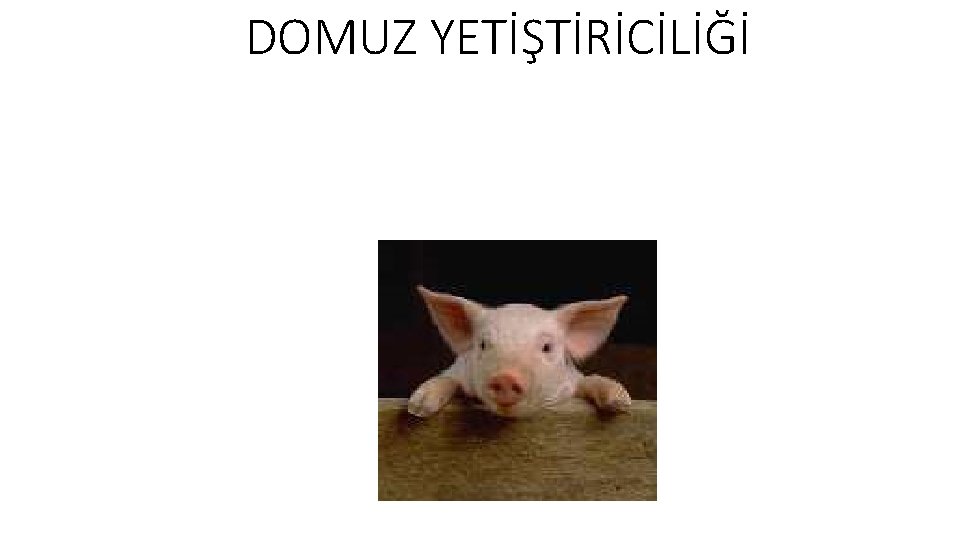 DOMUZ YETİŞTİRİCİLİĞİ 