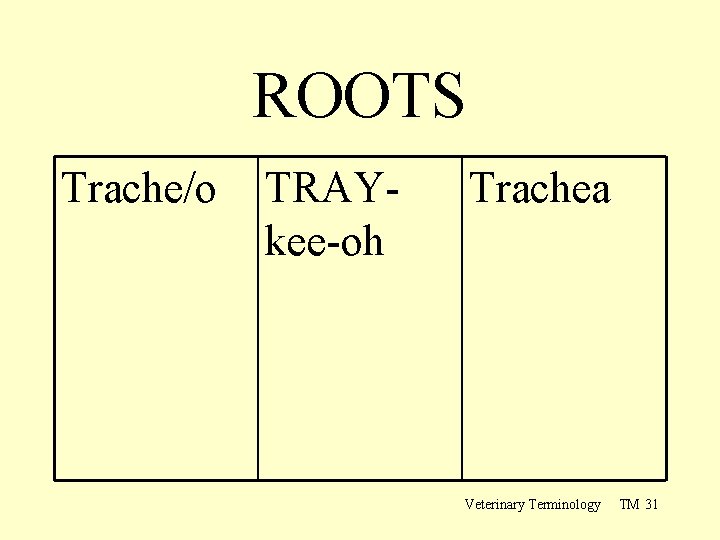 ROOTS Trache/o TRAYkee-oh Trachea Veterinary Terminology TM 31 