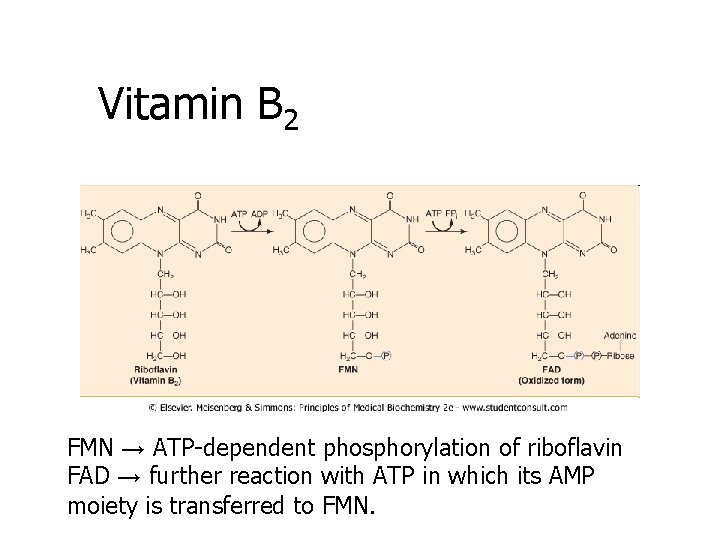 Vitamin B 2 FMN → ATP-dependent phosphorylation of riboflavin FAD → further reaction with