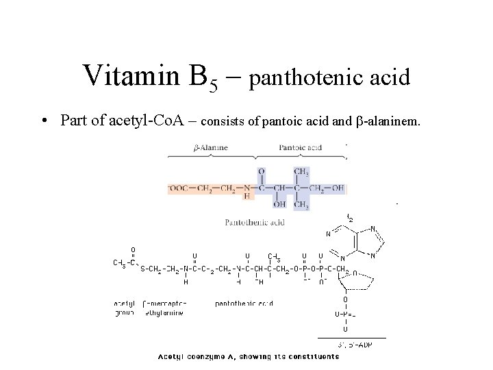 Vitamin B 5 – panthotenic acid • Part of acetyl-Co. A – consists of