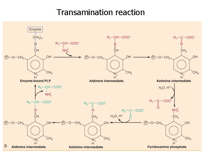 Transamination reaction 