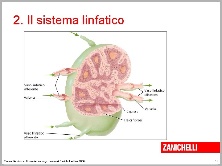 2. Il sistema linfatico Tortora, Derrickson Conosciamo il corpo umano © Zanichelli editore 2009