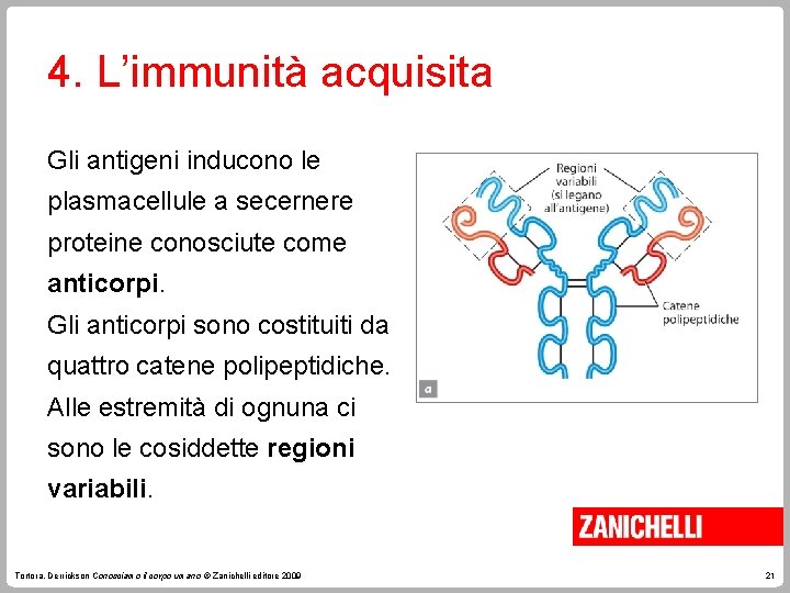 4. L’immunità acquisita Gli antigeni inducono le plasmacellule a secernere proteine conosciute come anticorpi.
