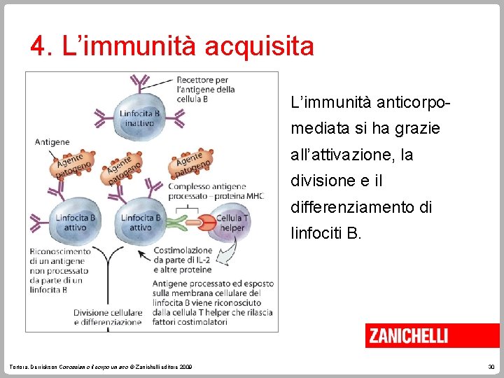 4. L’immunità acquisita L’immunità anticorpomediata si ha grazie all’attivazione, la divisione e il differenziamento