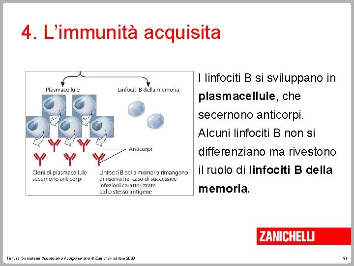 4. L’immunità acquisita I linfociti B si sviluppano in plasmacellule, che secernono anticorpi. Alcuni