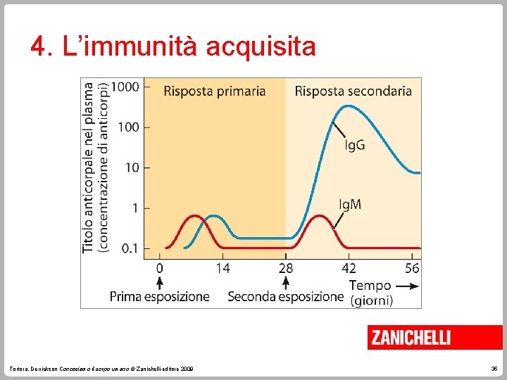 4. L’immunità acquisita Tortora, Derrickson Conosciamo il corpo umano © Zanichelli editore 2009 35