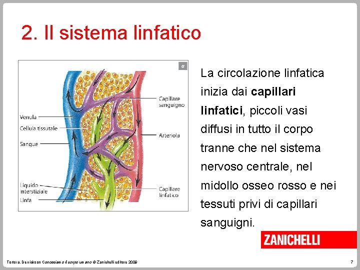 2. Il sistema linfatico La circolazione linfatica inizia dai capillari linfatici, piccoli vasi diffusi