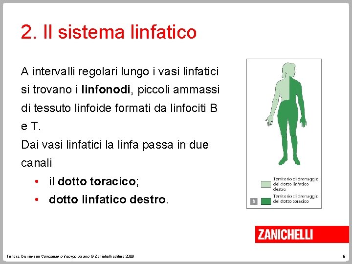 2. Il sistema linfatico A intervalli regolari lungo i vasi linfatici si trovano i