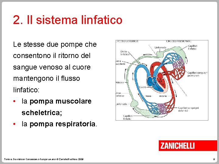 2. Il sistema linfatico Le stesse due pompe che consentono il ritorno del sangue