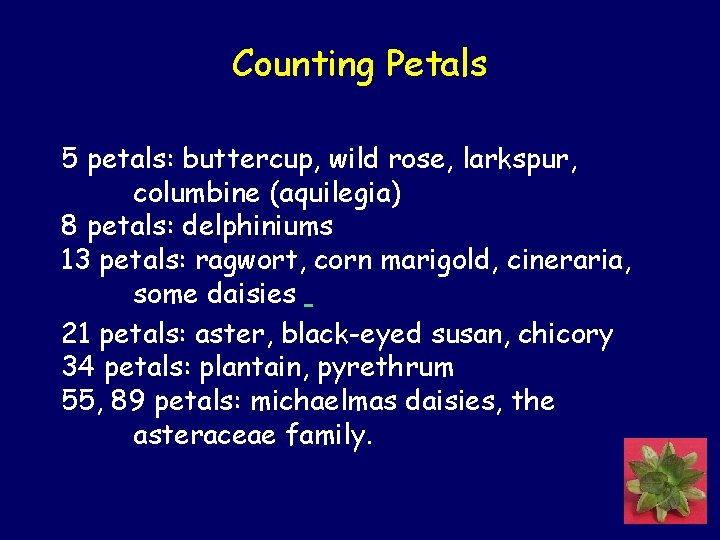 Counting Petals 5 petals: buttercup, wild rose, larkspur, columbine (aquilegia) 8 petals: delphiniums 13 Counting Petals 5 petals: buttercup, wild rose, larkspur, columbine (aquilegia) 8 petals: delphiniums 13
