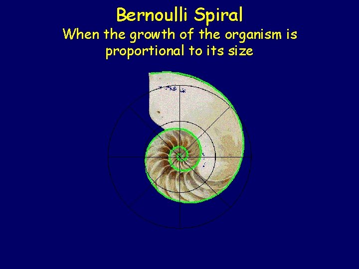 Bernoulli Spiral When the growth of the organism is proportional to its size Bernoulli Spiral When the growth of the organism is proportional to its size