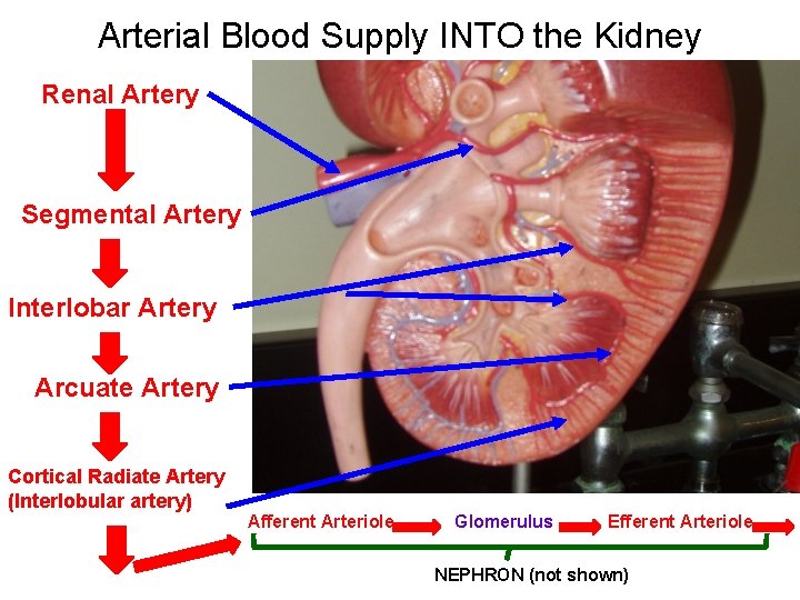 Arterial Blood Supply INTO the Kidney Renal Artery Segmental Artery Interlobar Artery Arcuate Artery Arterial Blood Supply INTO the Kidney Renal Artery Segmental Artery Interlobar Artery Arcuate Artery