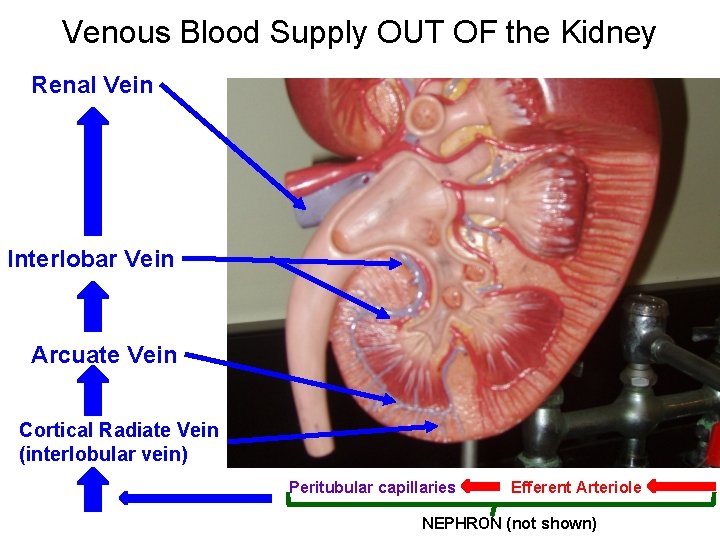 Venous Blood Supply OUT OF the Kidney Renal Vein Interlobar Vein Arcuate Vein Cortical Venous Blood Supply OUT OF the Kidney Renal Vein Interlobar Vein Arcuate Vein Cortical