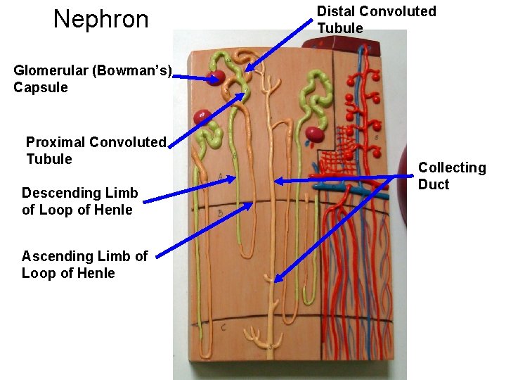Nephron Distal Convoluted Tubule Glomerular (Bowman’s) Capsule Proximal Convoluted Tubule Descending Limb of Loop Nephron Distal Convoluted Tubule Glomerular (Bowman’s) Capsule Proximal Convoluted Tubule Descending Limb of Loop