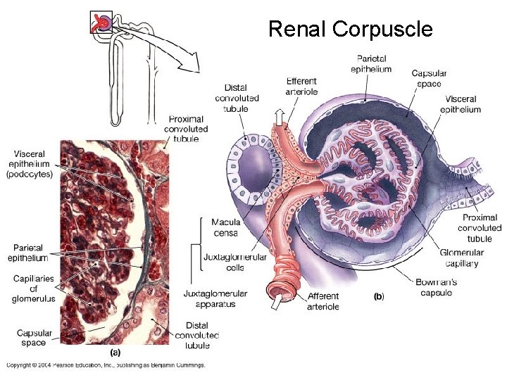 Renal Corpuscle Renal Corpuscle