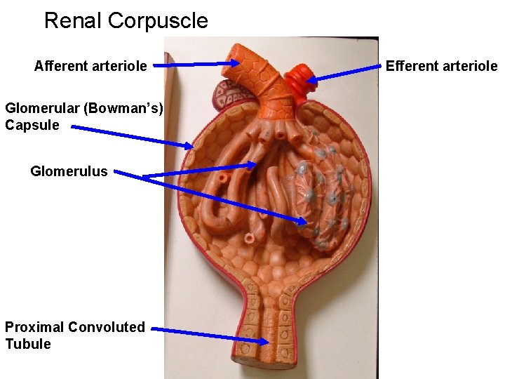 Renal Corpuscle Afferent arteriole Glomerular (Bowman’s) Capsule Glomerulus Proximal Convoluted Tubule Efferent arteriole Renal Corpuscle Afferent arteriole Glomerular (Bowman’s) Capsule Glomerulus Proximal Convoluted Tubule Efferent arteriole