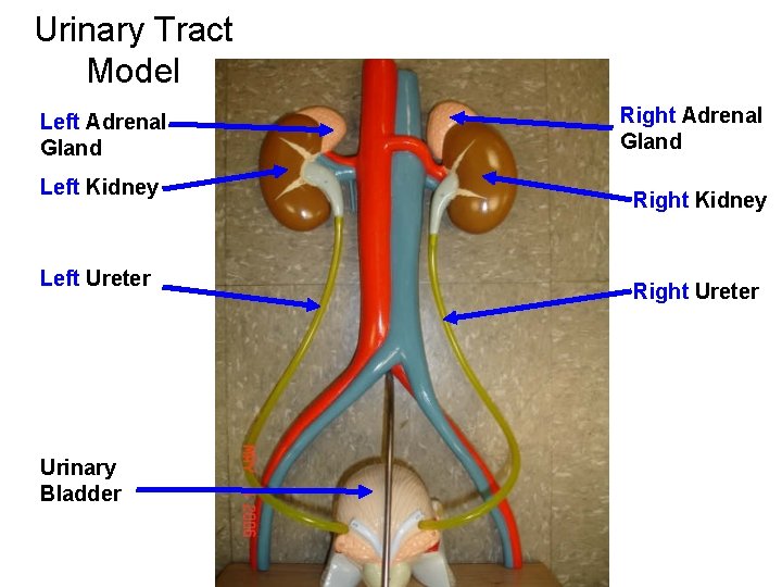 Urinary Tract Model Left Adrenal Gland Left Kidney Left Ureter Urinary Bladder Right Adrenal Urinary Tract Model Left Adrenal Gland Left Kidney Left Ureter Urinary Bladder Right Adrenal