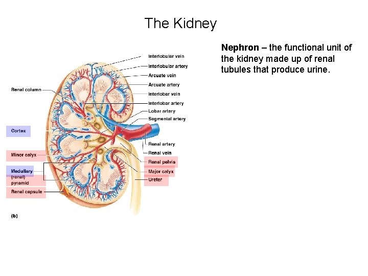 The Kidney Nephron – the functional unit of the kidney made up of renal The Kidney Nephron – the functional unit of the kidney made up of renal