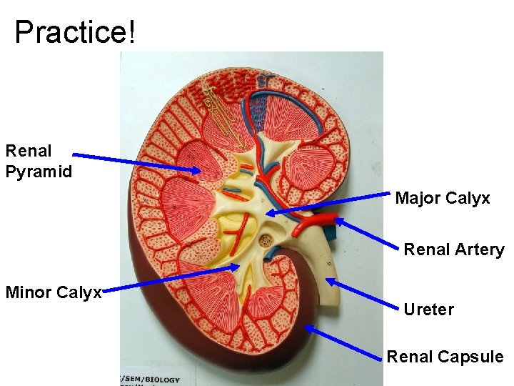 Practice! Renal Pyramid Major Calyx Renal Artery Minor Calyx Ureter Renal Capsule Practice! Renal Pyramid Major Calyx Renal Artery Minor Calyx Ureter Renal Capsule