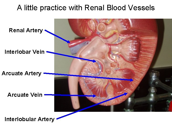 A little practice with Renal Blood Vessels Renal Artery Interlobar Vein Arcuate Artery Arcuate A little practice with Renal Blood Vessels Renal Artery Interlobar Vein Arcuate Artery Arcuate