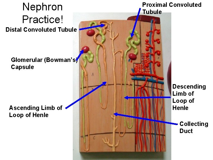 Nephron Practice! Proximal Convoluted Tubule Distal Convoluted Tubule Glomerular (Bowman’s) Capsule Ascending Limb of Nephron Practice! Proximal Convoluted Tubule Distal Convoluted Tubule Glomerular (Bowman’s) Capsule Ascending Limb of