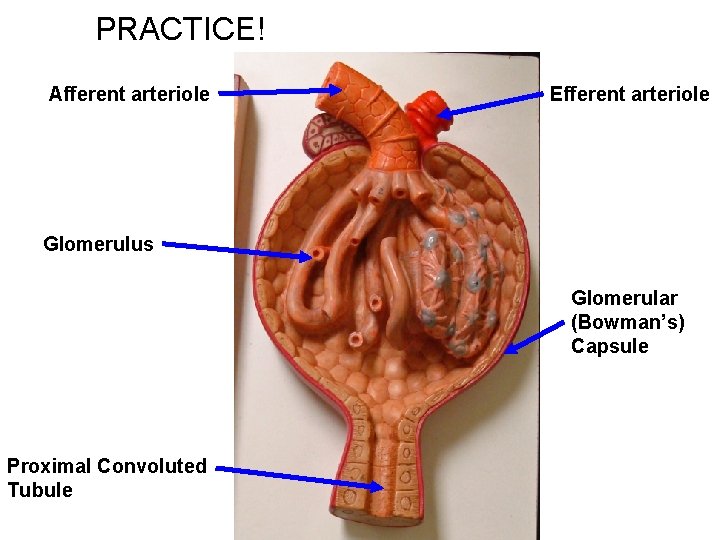PRACTICE! Afferent arteriole Efferent arteriole Glomerulus Glomerular (Bowman’s) Capsule Proximal Convoluted Tubule PRACTICE! Afferent arteriole Efferent arteriole Glomerulus Glomerular (Bowman’s) Capsule Proximal Convoluted Tubule