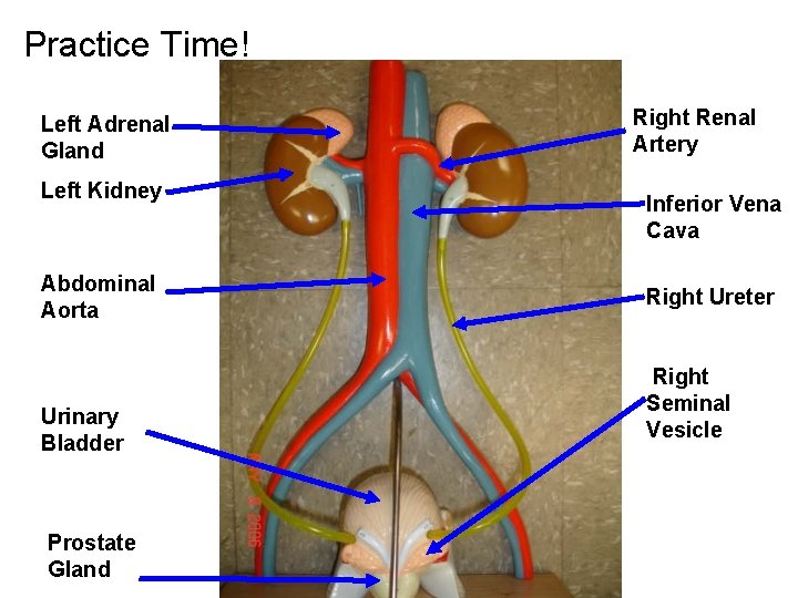 Practice Time! Left Adrenal Gland Left Kidney Abdominal Aorta Urinary Bladder Prostate Gland Right Practice Time! Left Adrenal Gland Left Kidney Abdominal Aorta Urinary Bladder Prostate Gland Right
