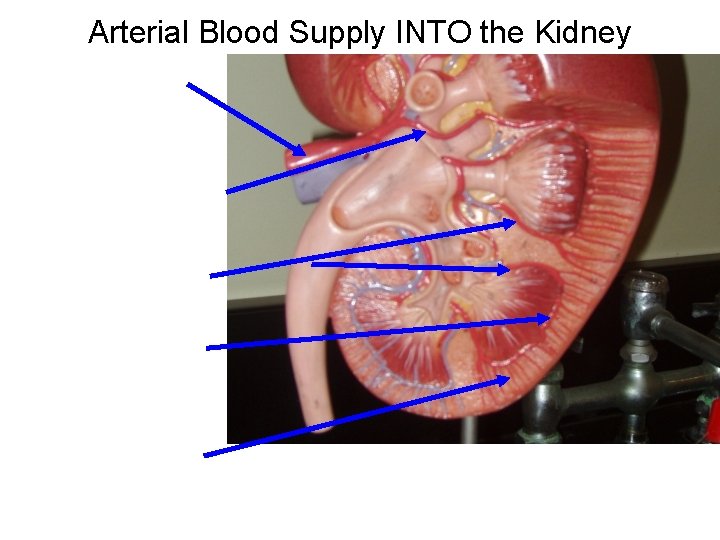 Arterial Blood Supply INTO the Kidney Arterial Blood Supply INTO the Kidney