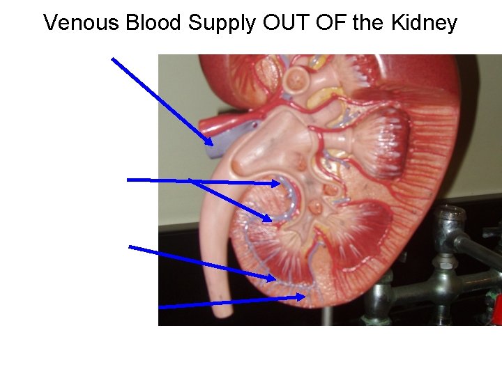 Venous Blood Supply OUT OF the Kidney Venous Blood Supply OUT OF the Kidney
