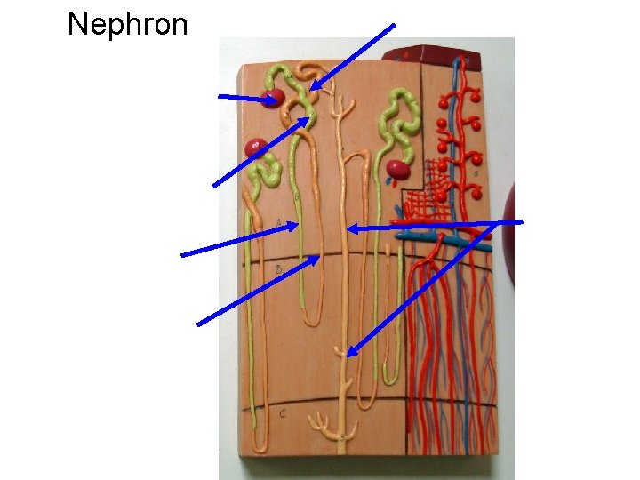 Nephron Nephron