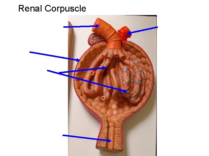 Renal Corpuscle Renal Corpuscle