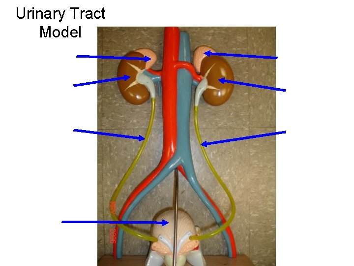 Urinary Tract Model Urinary Tract Model