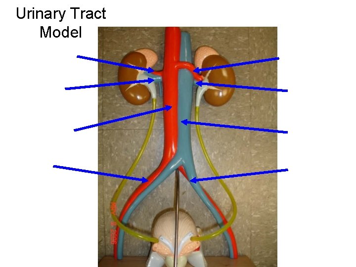 Urinary Tract Model Urinary Tract Model