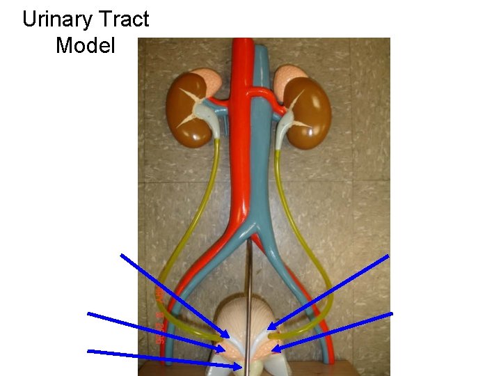 Urinary Tract Model Urinary Tract Model