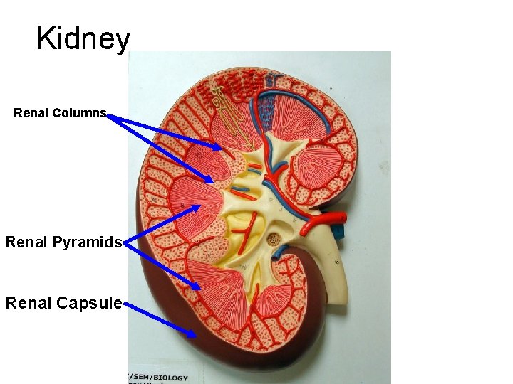 Kidney Renal Columns Renal Pyramids Renal Capsule Kidney Renal Columns Renal Pyramids Renal Capsule