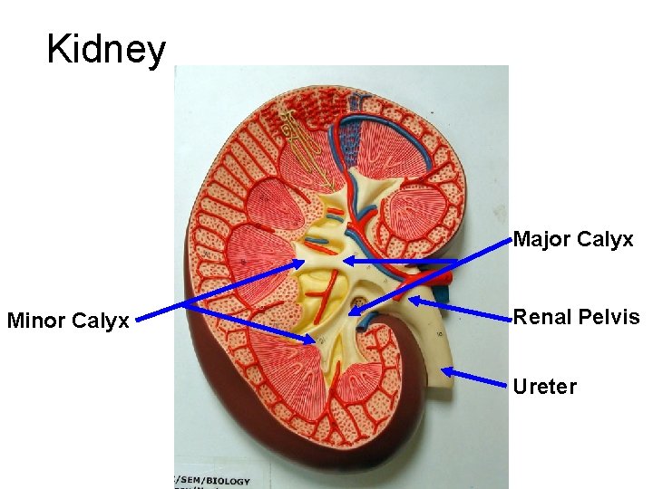 Kidney Major Calyx Minor Calyx Renal Pelvis Ureter Kidney Major Calyx Minor Calyx Renal Pelvis Ureter