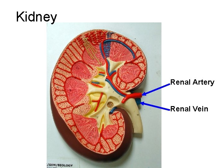 Kidney Renal Artery Renal Vein Kidney Renal Artery Renal Vein