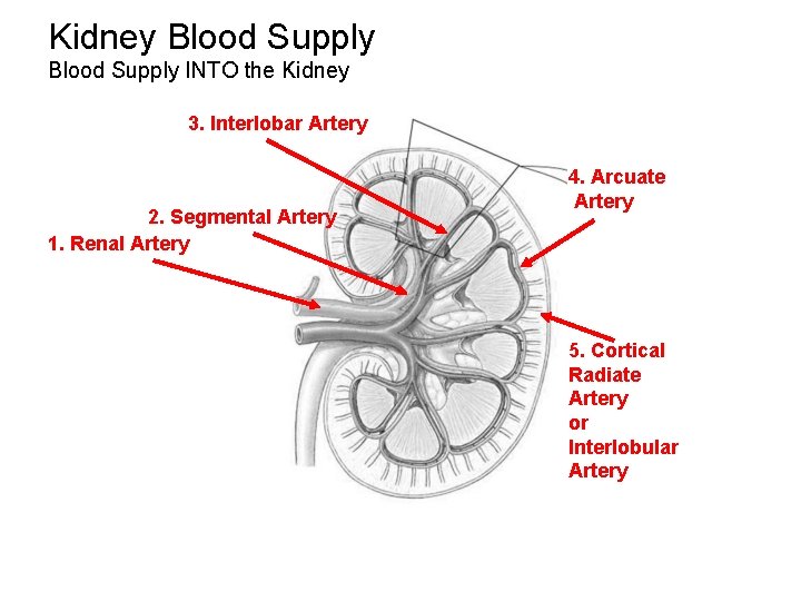 Kidney Blood Supply INTO the Kidney 3. Interlobar Artery 2. Segmental Artery 1. Renal Kidney Blood Supply INTO the Kidney 3. Interlobar Artery 2. Segmental Artery 1. Renal