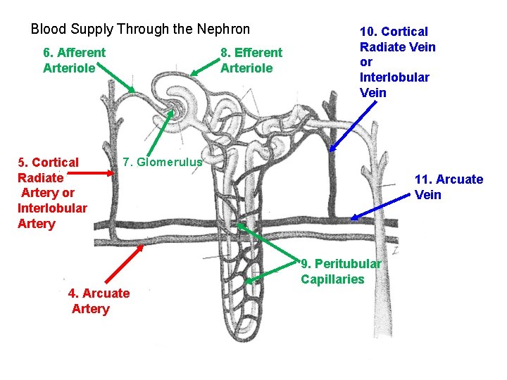 Blood Supply Through the Nephron 6. Afferent Arteriole 5. Cortical Radiate Artery or Interlobular Blood Supply Through the Nephron 6. Afferent Arteriole 5. Cortical Radiate Artery or Interlobular