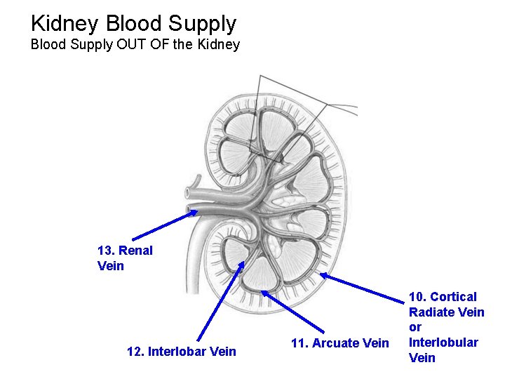Kidney Blood Supply OUT OF the Kidney 13. Renal Vein 12. Interlobar Vein 11. Kidney Blood Supply OUT OF the Kidney 13. Renal Vein 12. Interlobar Vein 11.
