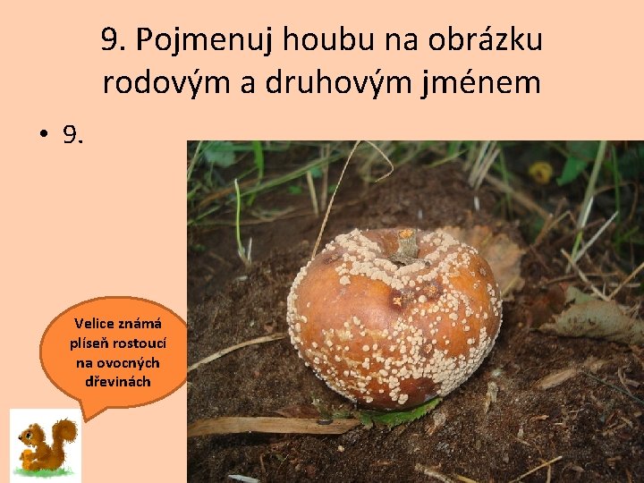 9. Pojmenuj houbu na obrázku rodovým a druhovým jménem • 9. Velice známá plíseň