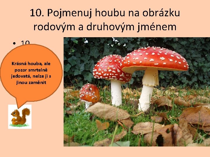 10. Pojmenuj houbu na obrázku rodovým a druhovým jménem • 10. Krásná houba, ale