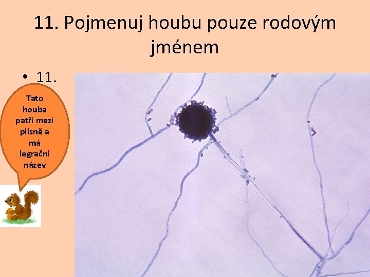 11. Pojmenuj houbu pouze rodovým jménem • 11. Tato houba patří mezi plísně a