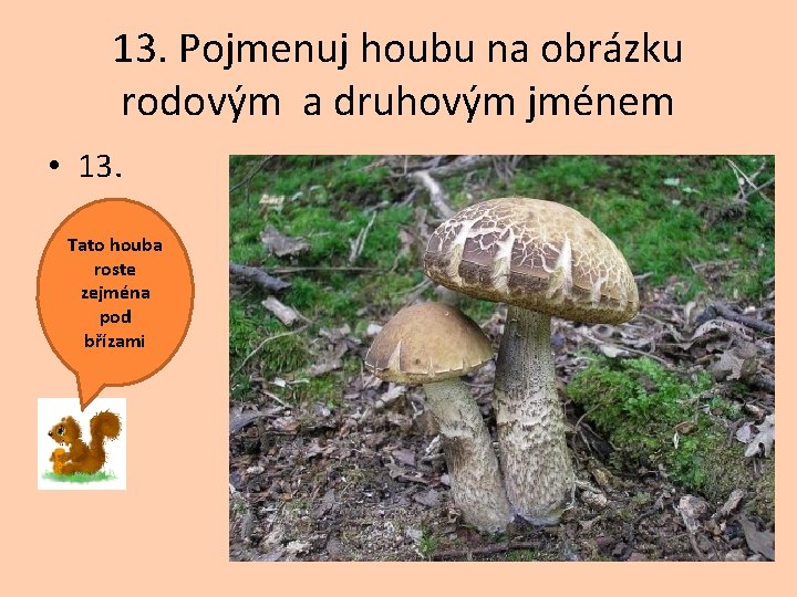 13. Pojmenuj houbu na obrázku rodovým a druhovým jménem • 13. Tato houba roste