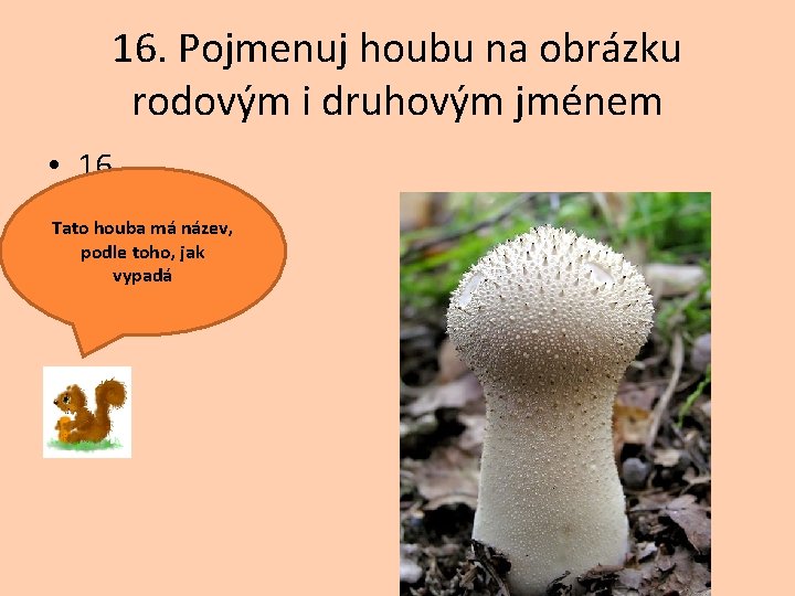 16. Pojmenuj houbu na obrázku rodovým i druhovým jménem • 16. Tato houba má