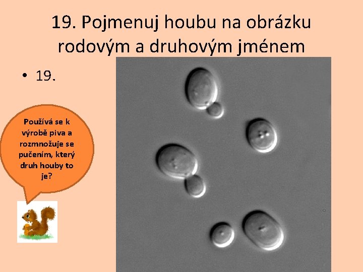 19. Pojmenuj houbu na obrázku rodovým a druhovým jménem • 19. Používá se k