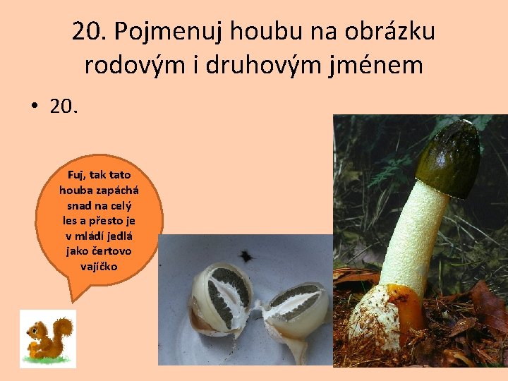 20. Pojmenuj houbu na obrázku rodovým i druhovým jménem • 20. Fuj, tak tato