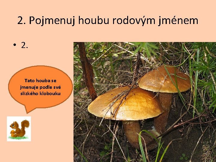 2. Pojmenuj houbu rodovým jménem • 2. Tato houba se jmenuje podle své slizkého