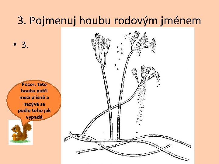 3. Pojmenuj houbu rodovým jménem • 3. Pozor, tato houba patří mezi plísně a